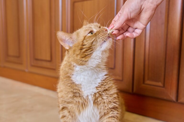 Senior Cat Nutrition How to Feed Your Senior Great Pet Care