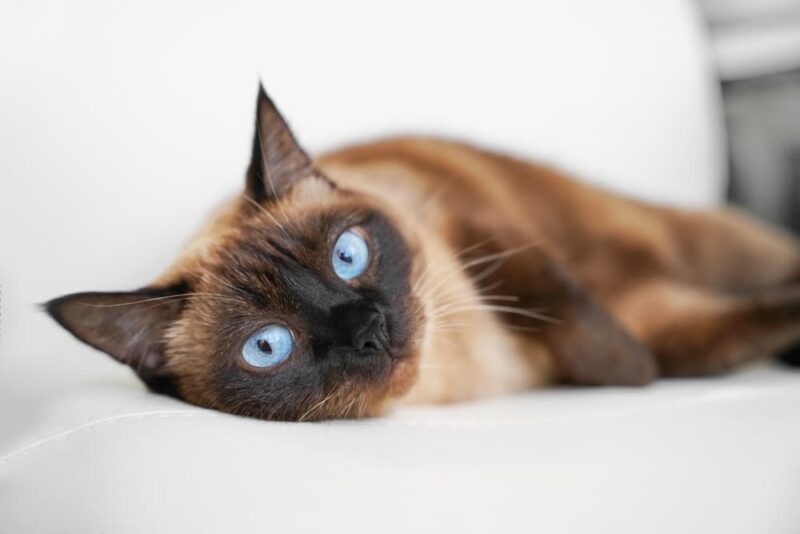 Jaundice in Cats Great Pet Care