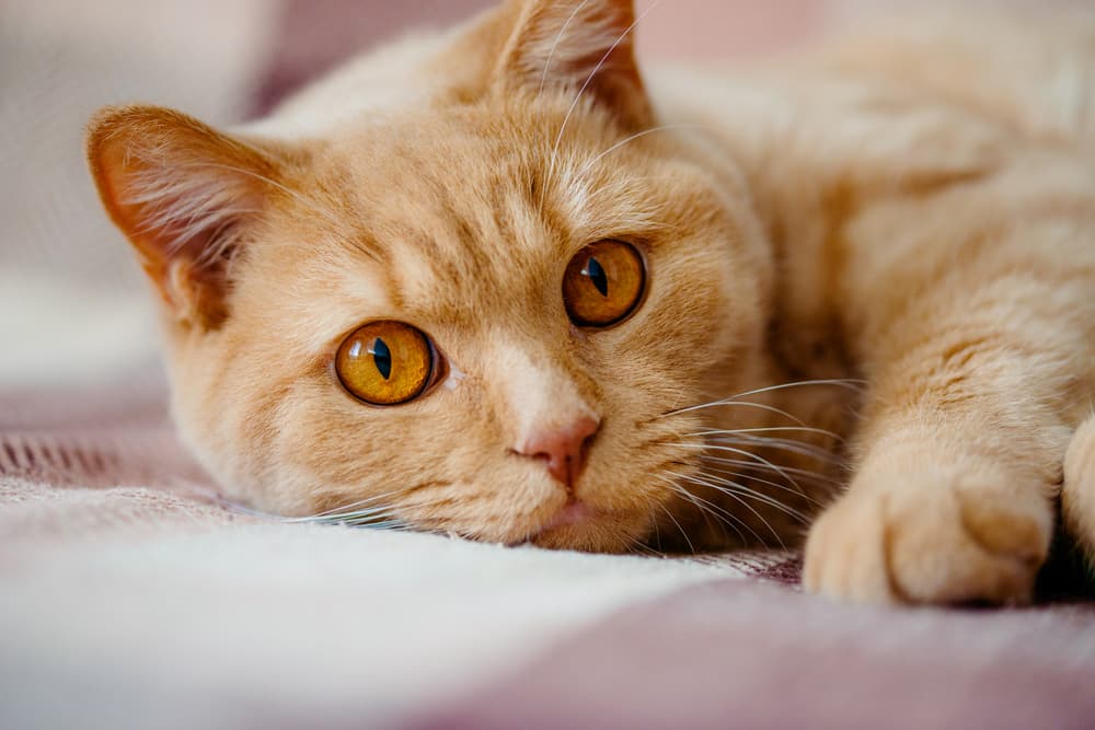 Cat looking up to camera