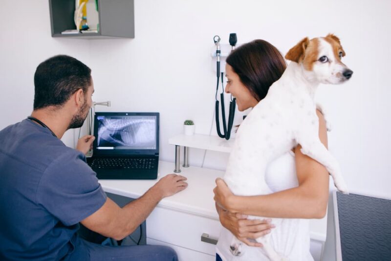 IBD in Dogs Great Pet Care