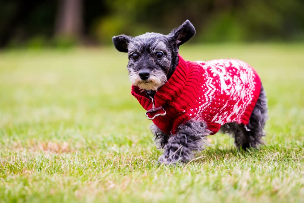 Mini Schnauzer Dachshund mix wearing a red sweater and walking