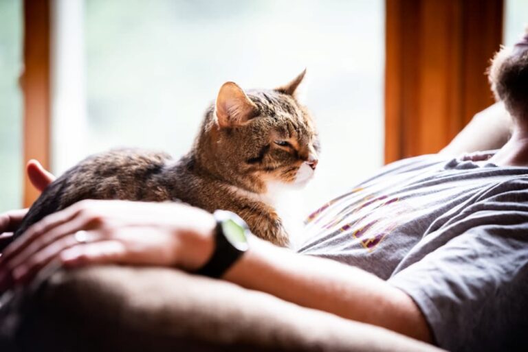 Senior tabby cat sitting on person