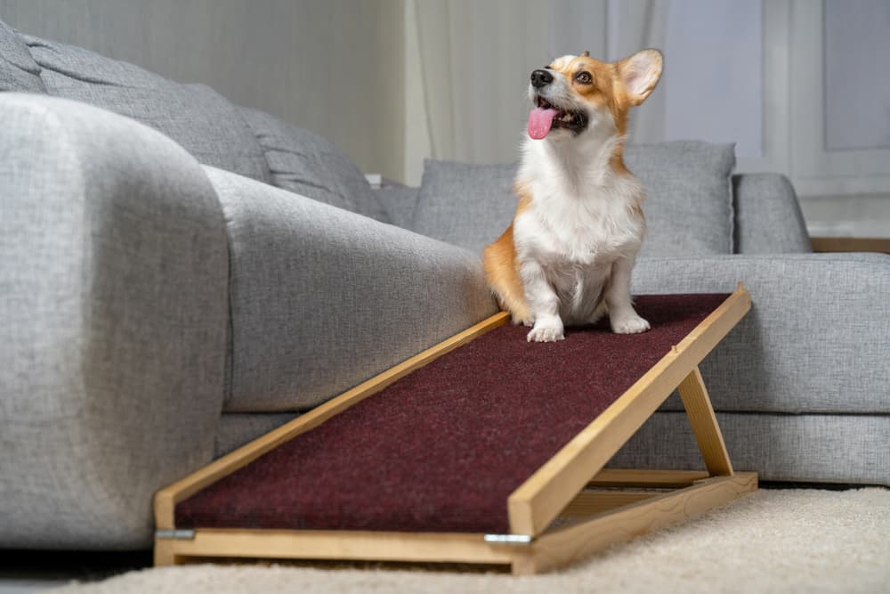 Welsh Corgi Pembroke dog, sits on a home ramp