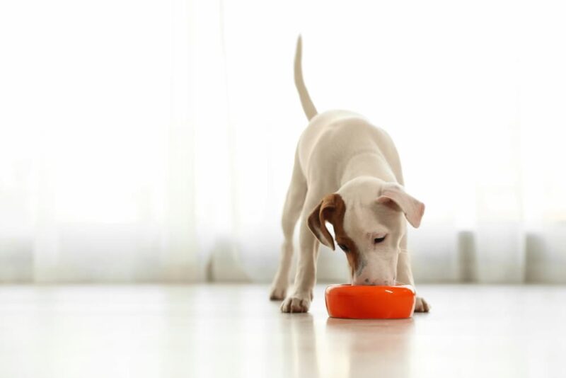 IBD in Dogs Great Pet Care
