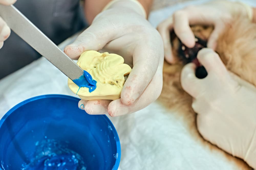 Veterinarian doing dental prosthetic for pomeranian