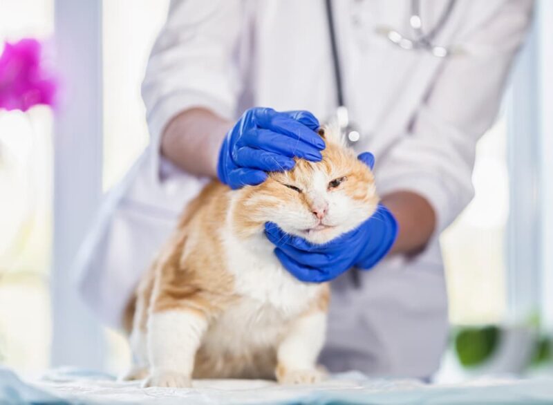 7 Ways to Pay for Pet Care Great Pet Care