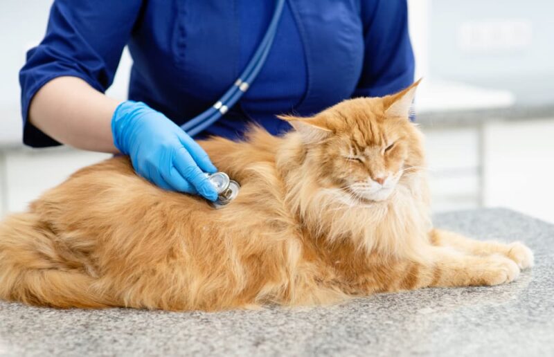 A Veterinarian’s Guide to Senior Cat Care Great Pet Care