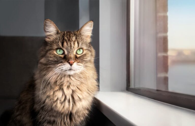 Senior cat sitting by the window and enjoying the view.