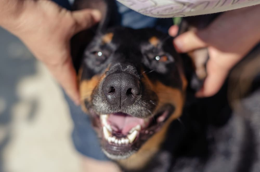 Woman cuddles an old Doberman Pinscher dog sitting at her feet