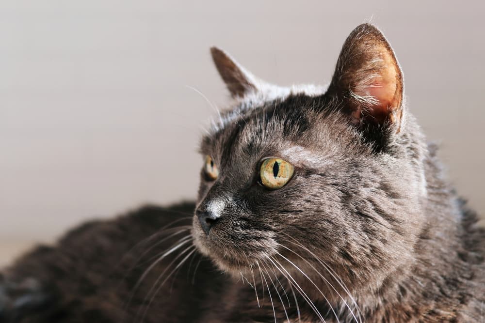 Portrait of an older cat