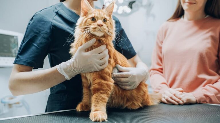 Treating Diabetes in Cats Without Insulin Great Pet Care