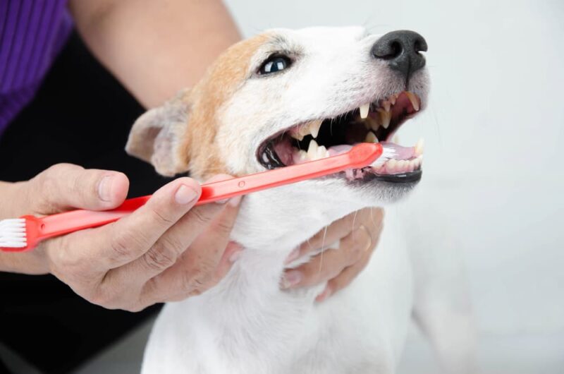 Can Dogs Get Dentures? Great Pet Care