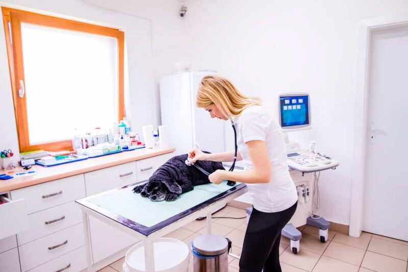 Omeprazole for Dogs Great Pet Care