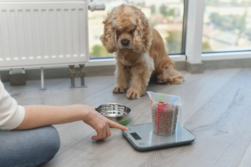 Image showcasing Senior Dog Nutrition: How to Feed Your Senior | Great Pet Care