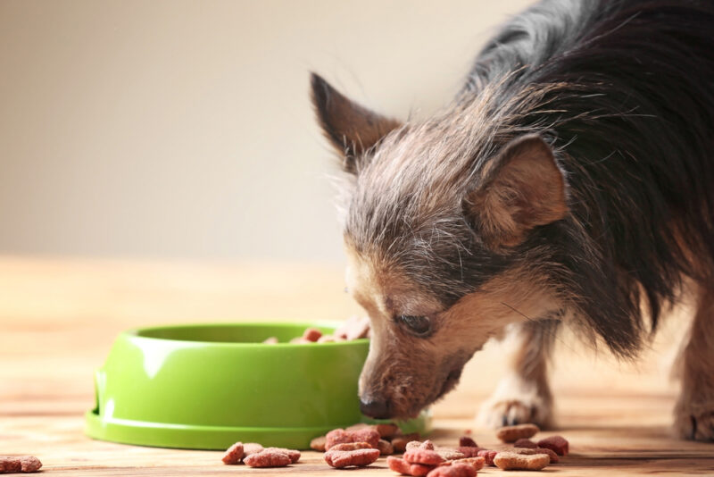 Senior Dog Nutrition: How to Feed Your Senior | Great Pet Care