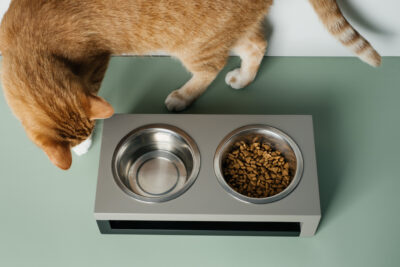 Mirtazapine for Cats