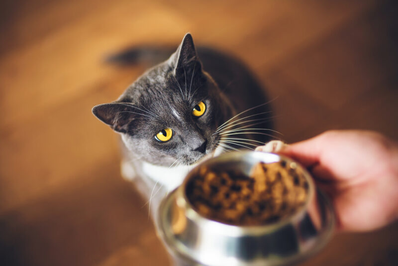 Appetite Stimulants for Cats 5 Picks Great Pet Care