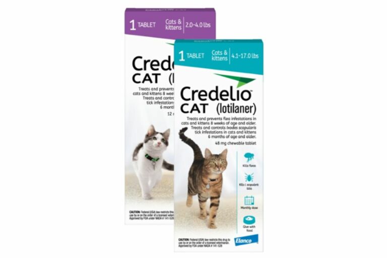 Image showcasing Flea Allergy Dermatitis in Cats | Great Pet Care