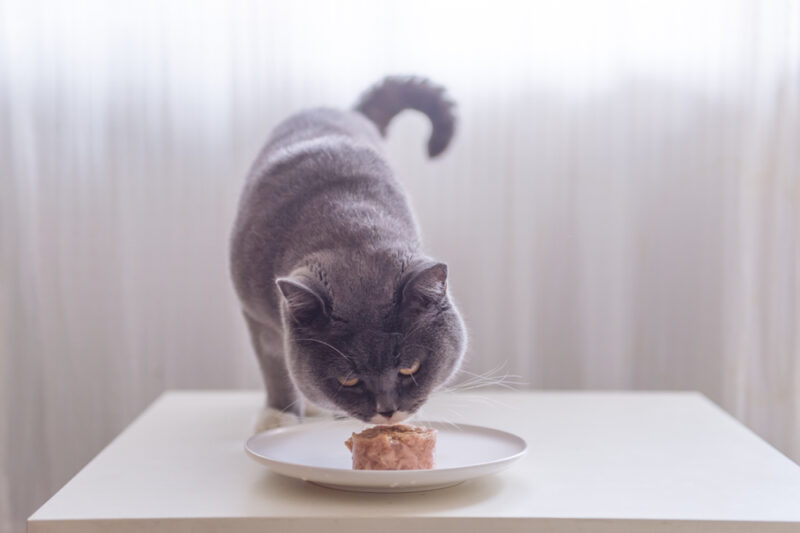 4 Best Cat Foods for Kidney Disease Great Pet Care