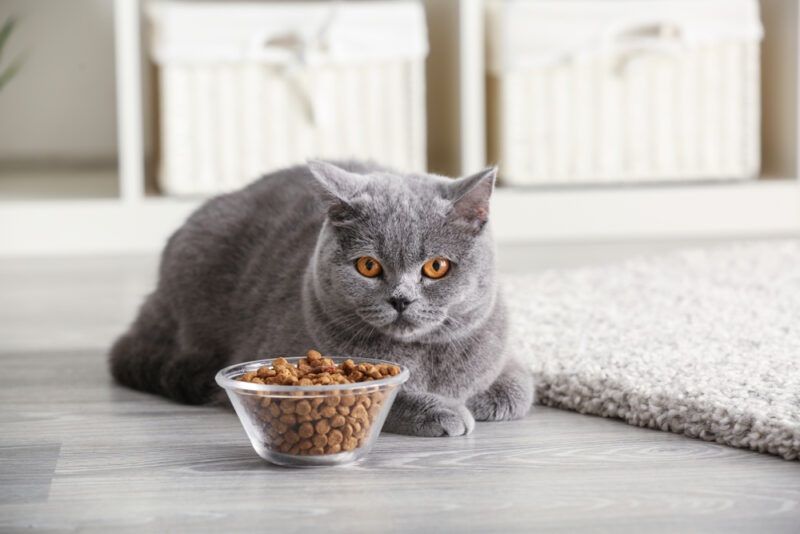 4 Best Cat Foods for Kidney Disease Great Pet Care