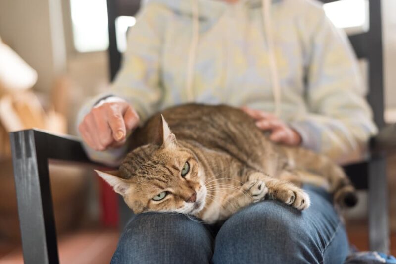 how-long-can-a-cat-live-with-arthritis-great-pet-care