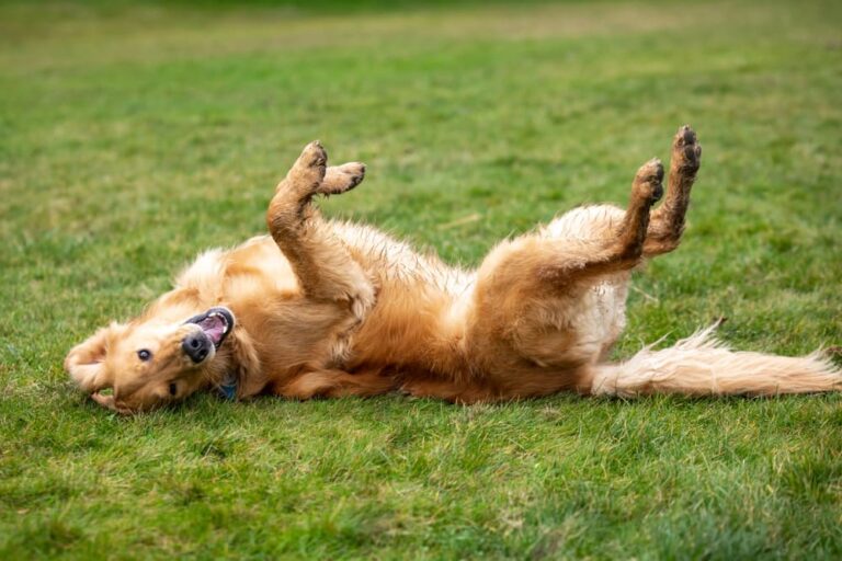 Why Do Dogs Roll in Grass?