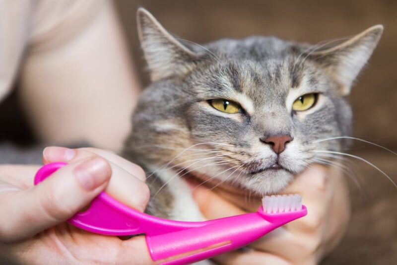 How to Brush a Cat’s Teeth Steps and Tips Great Pet Care