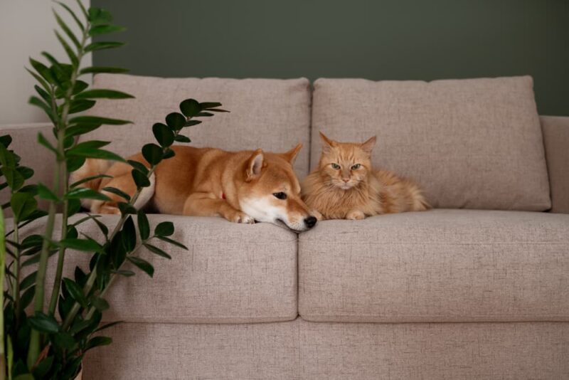 Can Dogs Be Allergic to Cats? Great Pet Care