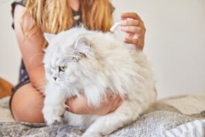 Image showcasing Flea Medicine for Cats: Vet-Recommended Pills, Topicals, and Collars ...