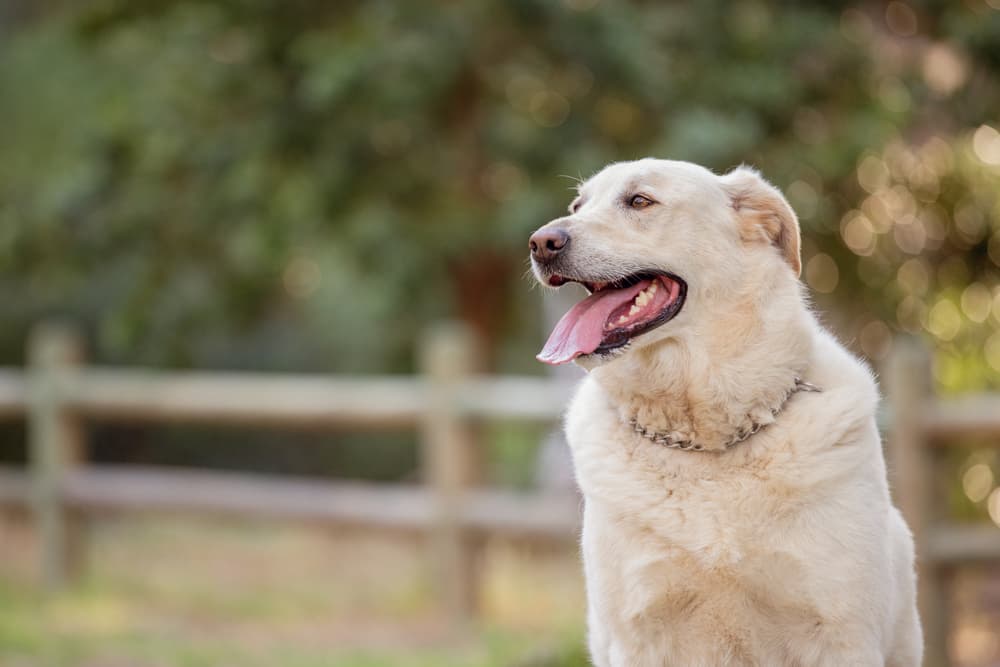 Sudden Dog Weight Gain 7 Possible Causes Great Pet Care