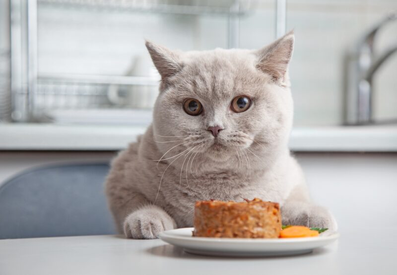 How Many Calories Should a Cat Eat? Great Pet Care