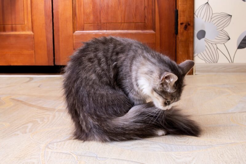 Why Do Cats Chase Their Tails? Great Pet Care
