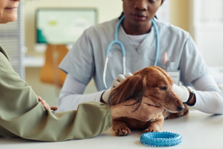 Senior dachshund at veterinarian