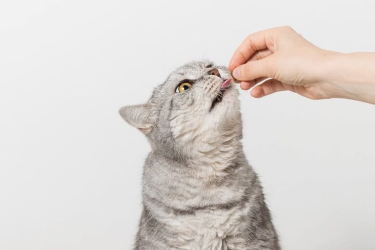 Pet parent giving a treat to a cat