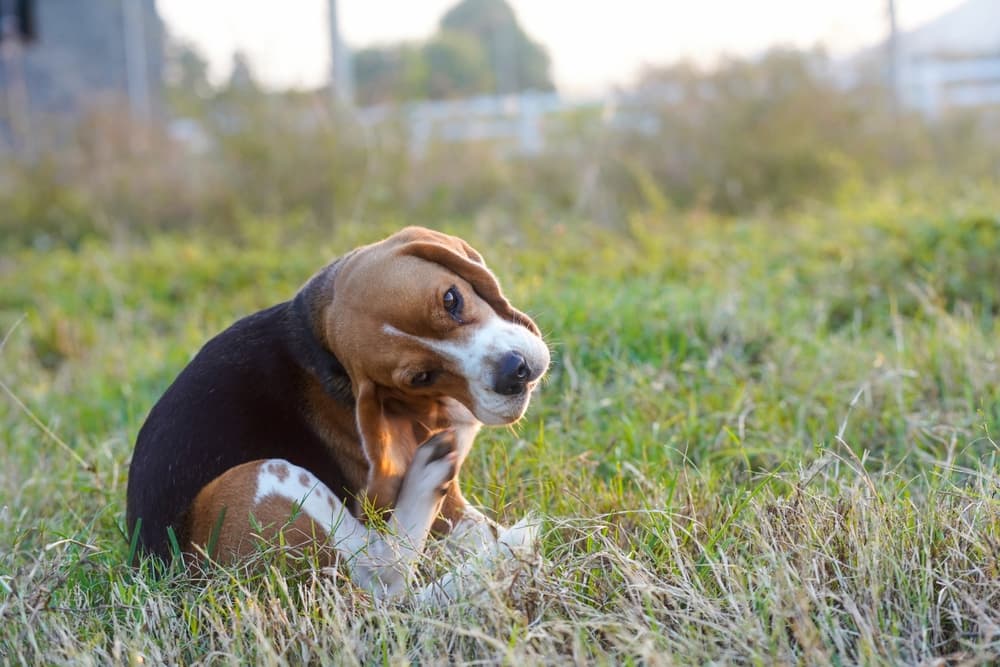 Beagle dog scratching body outdoor on the grass field