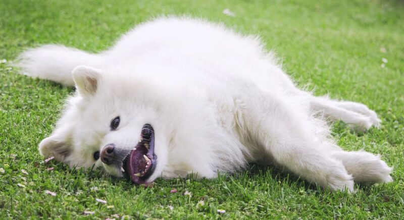 Why Do Dogs Roll In Grass Photo Inspiration