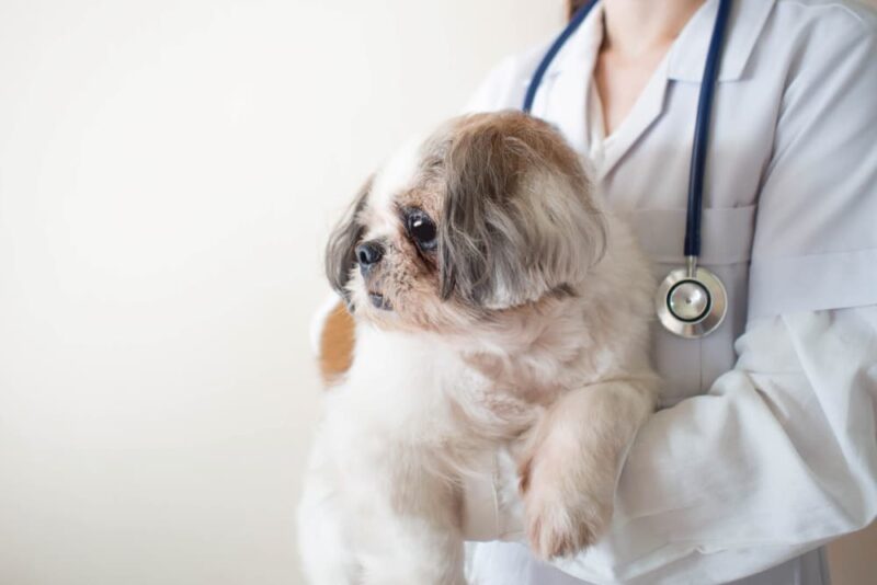 Irritable Bowel Syndrome (IBS) in Dogs | Great Pet Care