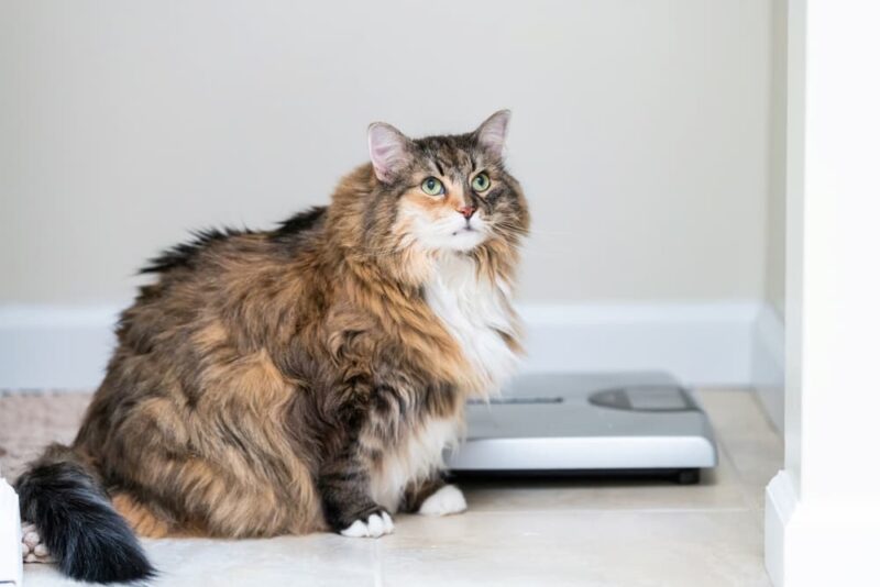 How to Weigh Your Pet at Home Great Pet Care