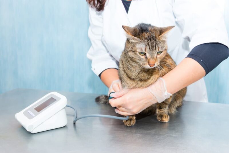 Measuring Your Cat’s Blood Pressure What’s Normal and What’s Not