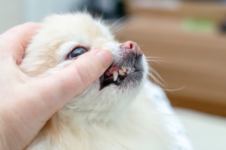 Pet owner checking dog gums