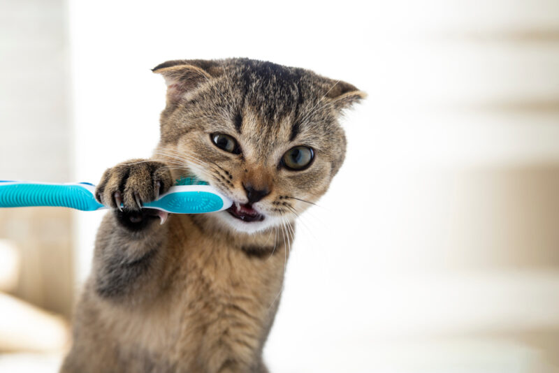 Healthy Cat Gums What Should They Look Like? Great Pet Care
