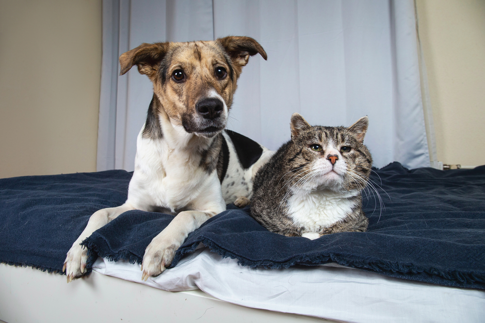 Can You Prevent Arthritis in Dogs and Cats? Great Pet Care
