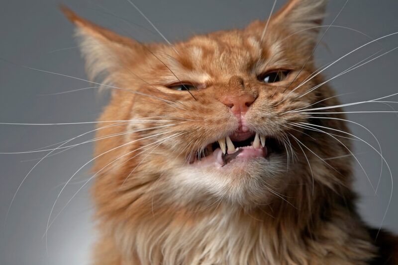 Healthy Cat Gums What Should They Look Like? Great Pet Care