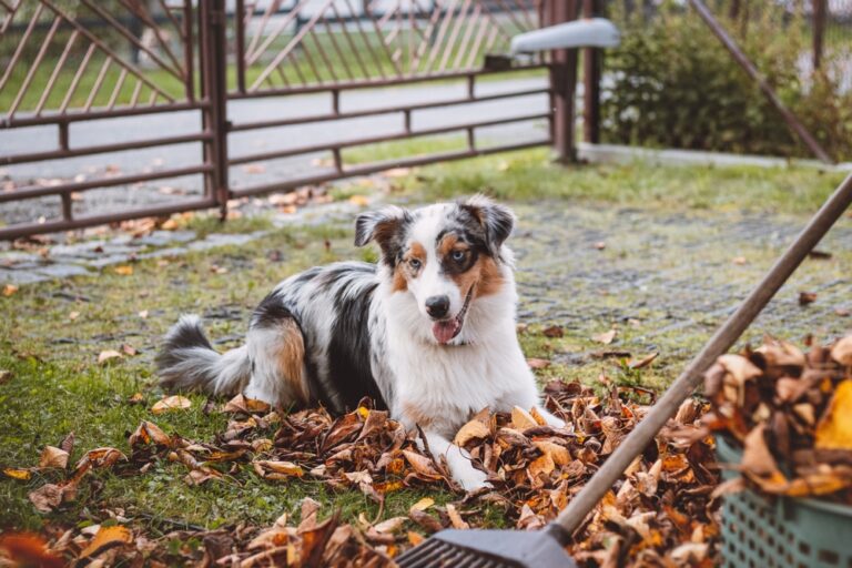 Why Isn't My Dog Jumping Anymore? Great Pet Care