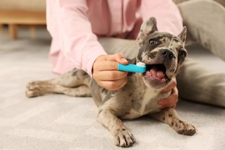 Is Sorbitol Safe for Dogs? Great Pet Care