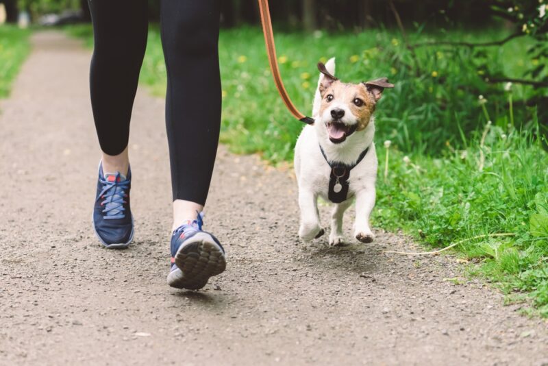 4 Different Dog Walks to Keep Exercise Interesting Great Pet Care