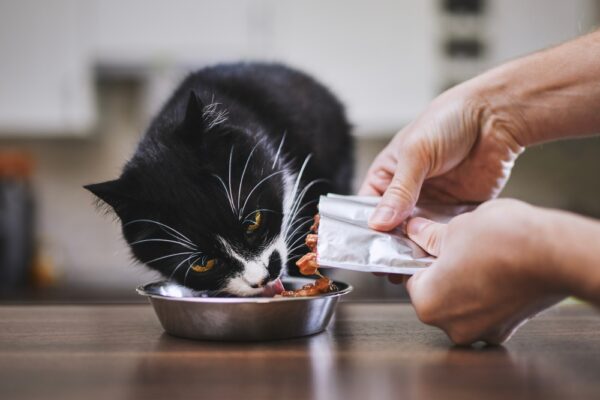 View of Coconut Oil for Cats: Benefits, Uses, and Safety Tips | Great Pet Care