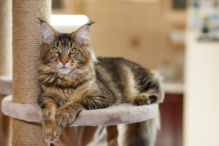 Image showcasing Coconut Oil for Cats: Benefits, Uses, and Safety Tips | Great Pet Care