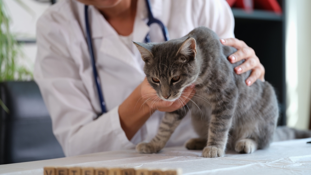 signs-of-heart-failure-in-cats-great-pet-care