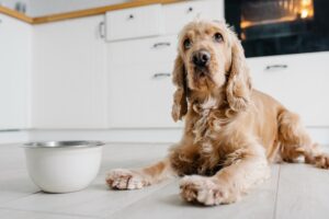 Best Dog Food for Arthritis: 5 Vet-Recommended Picks | Great Pet Care